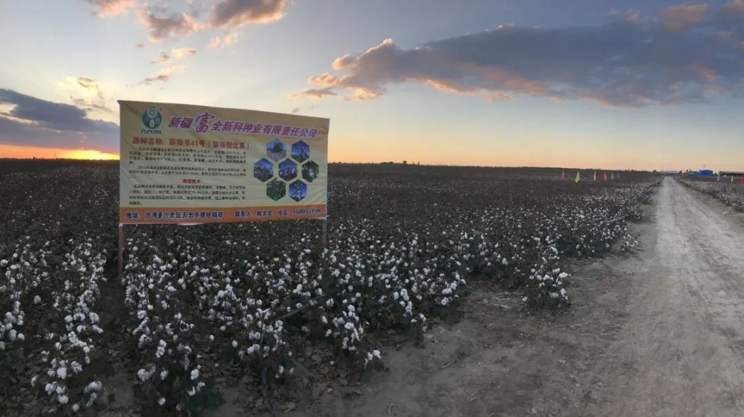 富全系列在沙灣沙北區(qū)表現(xiàn)優(yōu)異